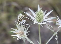 Eryngium heterophyllum
