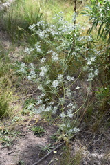 Eryngium heterophyllum
