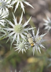 Eryngium heterophyllum