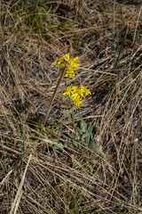 Tephroseris integrifolia