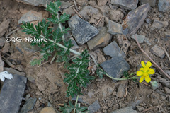 Potentilla sischanensis