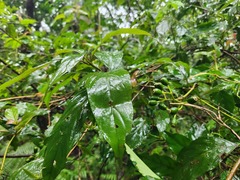 Mussaenda parviflora