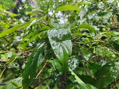Mussaenda parviflora