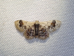 Idaea asceta