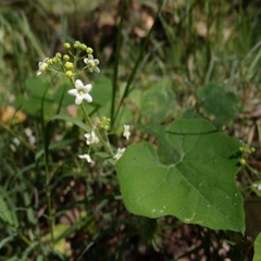 Echinopepon wrightii