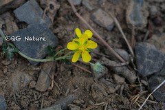 Potentilla sischanensis