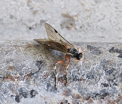 Itoplectis conquisitor