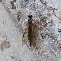 Itoplectis conquisitor