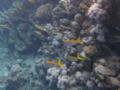 Mulloidichthys vanicolensis