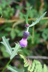 Cirsium pendulum