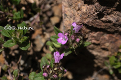Thymus mongolicus
