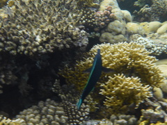 Gomphosus klunzingeri