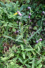 Cirsium pendulum