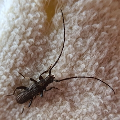 Hypoeschrus ferreirae