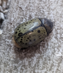 Dynastes hyllus