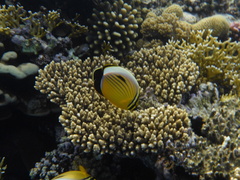 Chaetodon austriacus