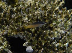 Gomphosus klunzingeri