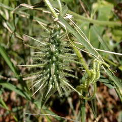 Echinopepon wrightii
