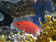 Sargocentron caudimaculatum