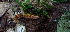 Anadenobolus monilicornis