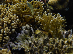 Gomphosus klunzingeri