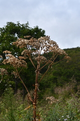 Angelica dahurica