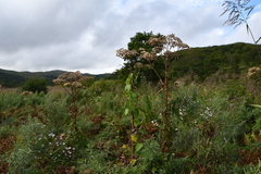 Angelica dahurica