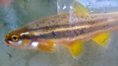 Chrosomus erythrogaster