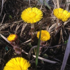 Tussilago farfara