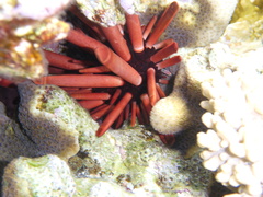 Heterocentrotus mamillatus