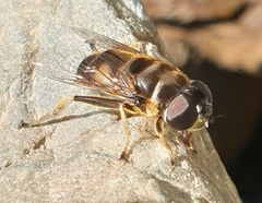 Eristalina