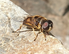 Eristalina