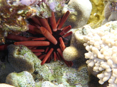 Heterocentrotus mamillatus