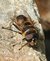 Eristalina