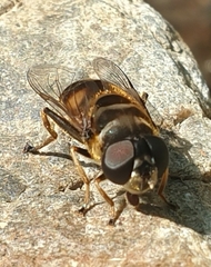 Eristalina