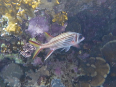 Neoniphon sammara