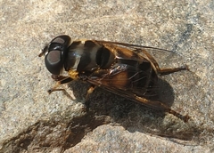 Eristalina