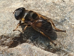 Eristalina