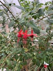 Fuchsia coccinea