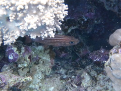 Cheilodipterus macrodon