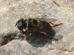Eristalina