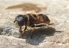 Eristalina