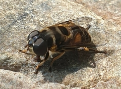 Eristalina