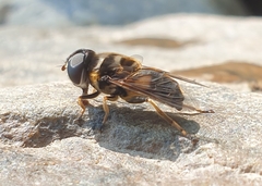 Eristalina