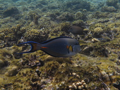 Acanthurus sohal