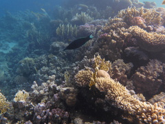 Gomphosus klunzingeri