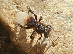 Tetragonilla collina