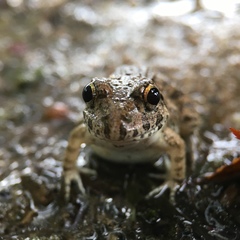 Fejervarya kawamurai