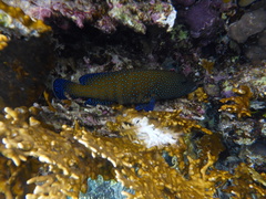 Cephalopholis argus