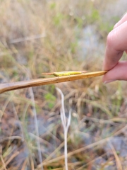 Leptysma marginicollis